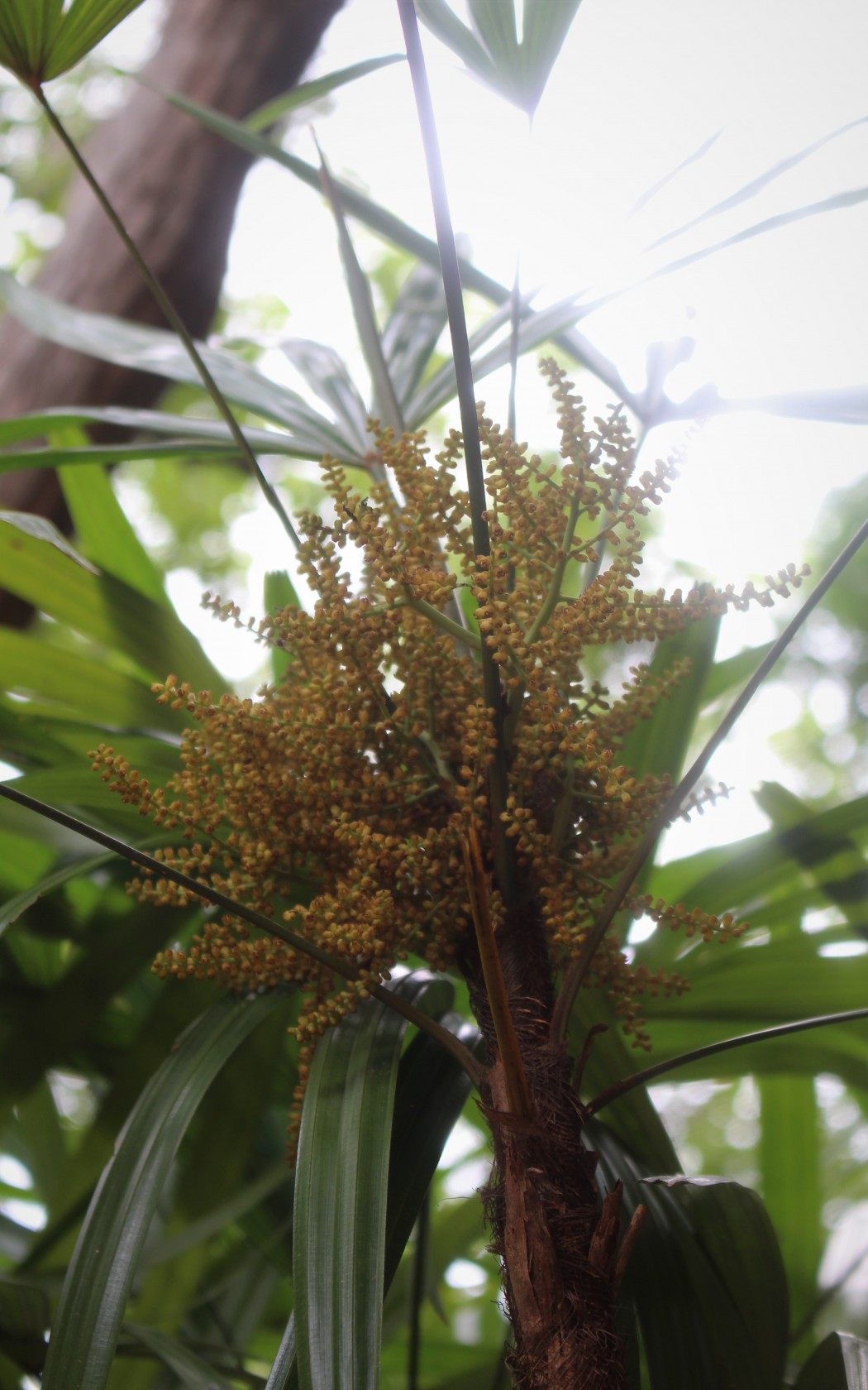 Inflorescence